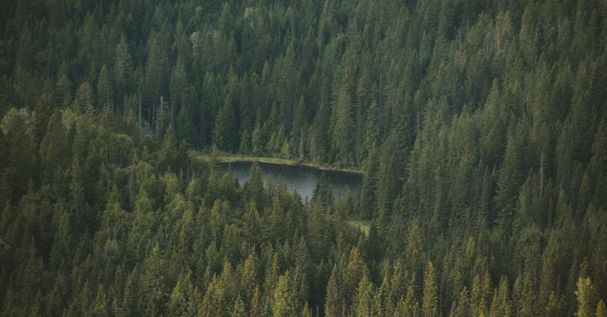 Boreal forest and lakes stretching to the horizon